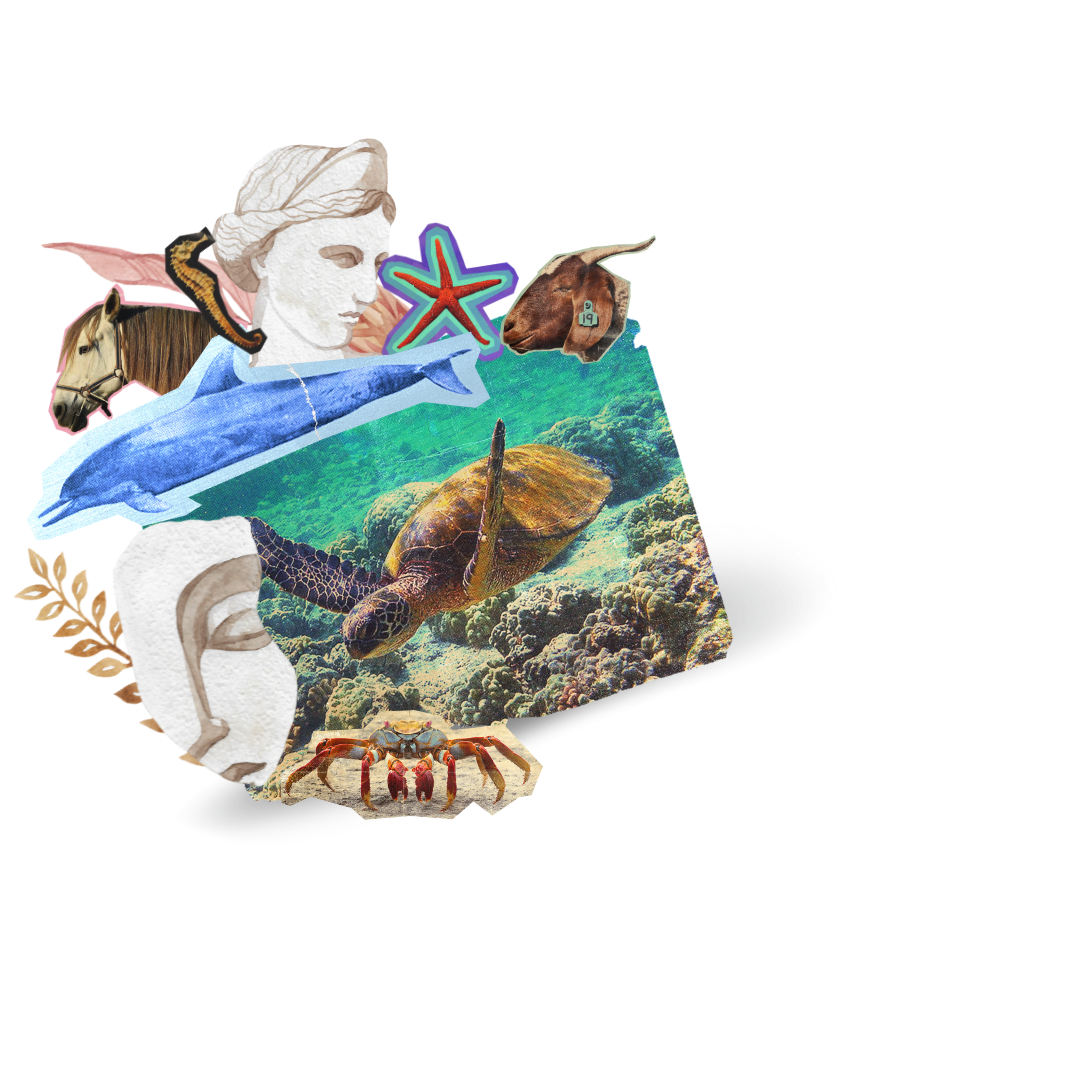 Photo cutouts of a caretta caretta turtle,horse, sea horse, a crab, a goat and marble sculptures