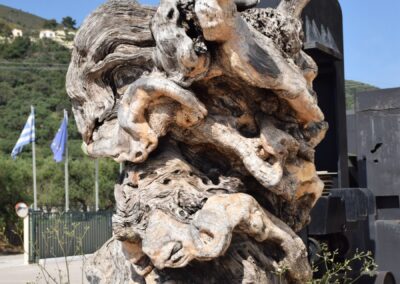 Century year old Olive Tree! on Our Jeep Safari Tour in Zakynthos Island!