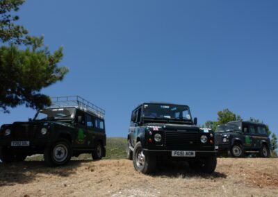 Our Jeeps, two green jeeps around olive trees with blue sky background!
