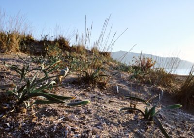 an open area with shrubs and a mountain in the background, near grass and gravel