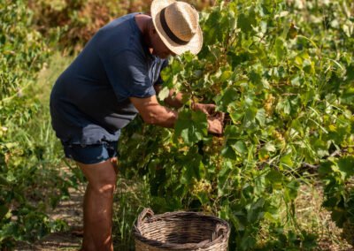 A man taking care of the grapes in Zakynthos!