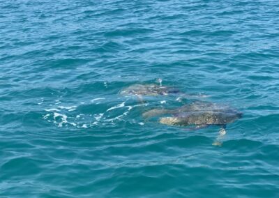 Caretta Caretta loggerhead sea turtle coming up for air.