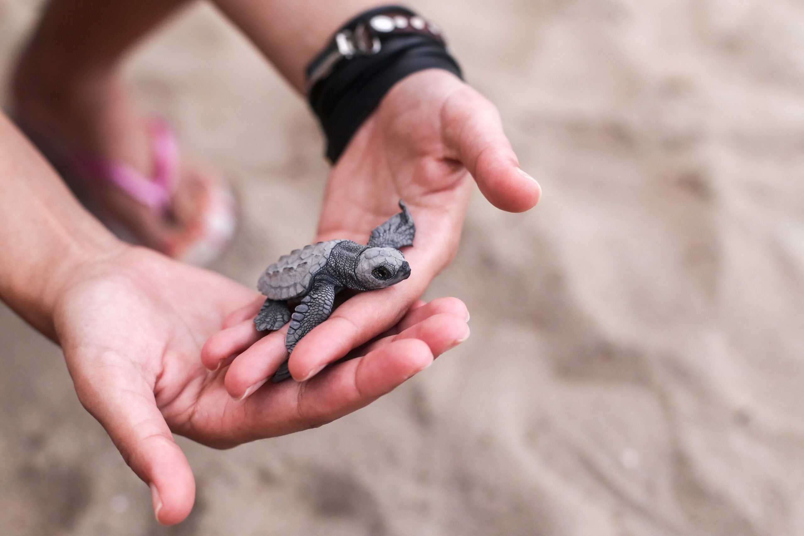 A sea turtle hatchling in the hands of a volunteer ready to be taken to the ocean