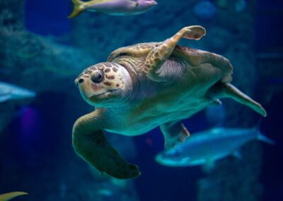 sea turtle in the deep ocean