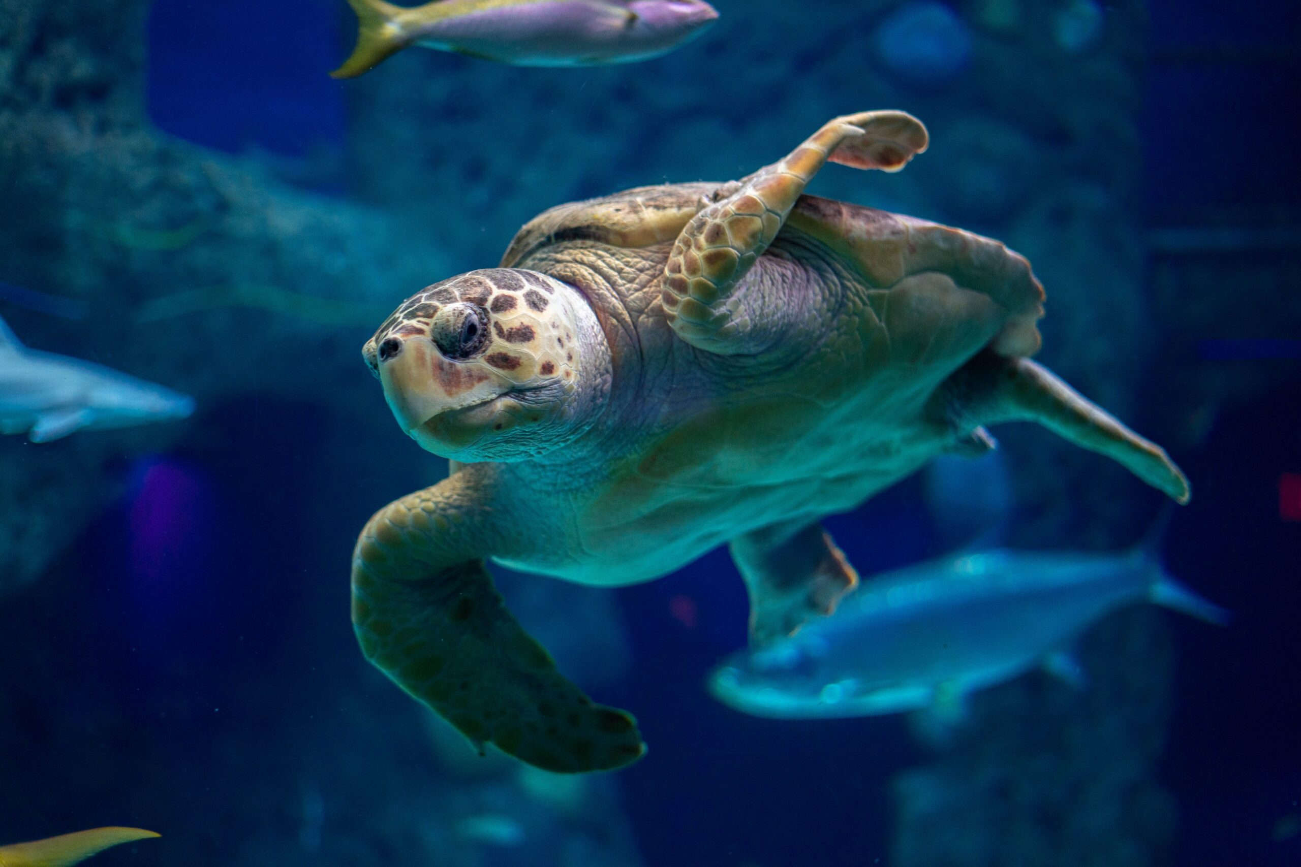 sea turtle in the deep ocean