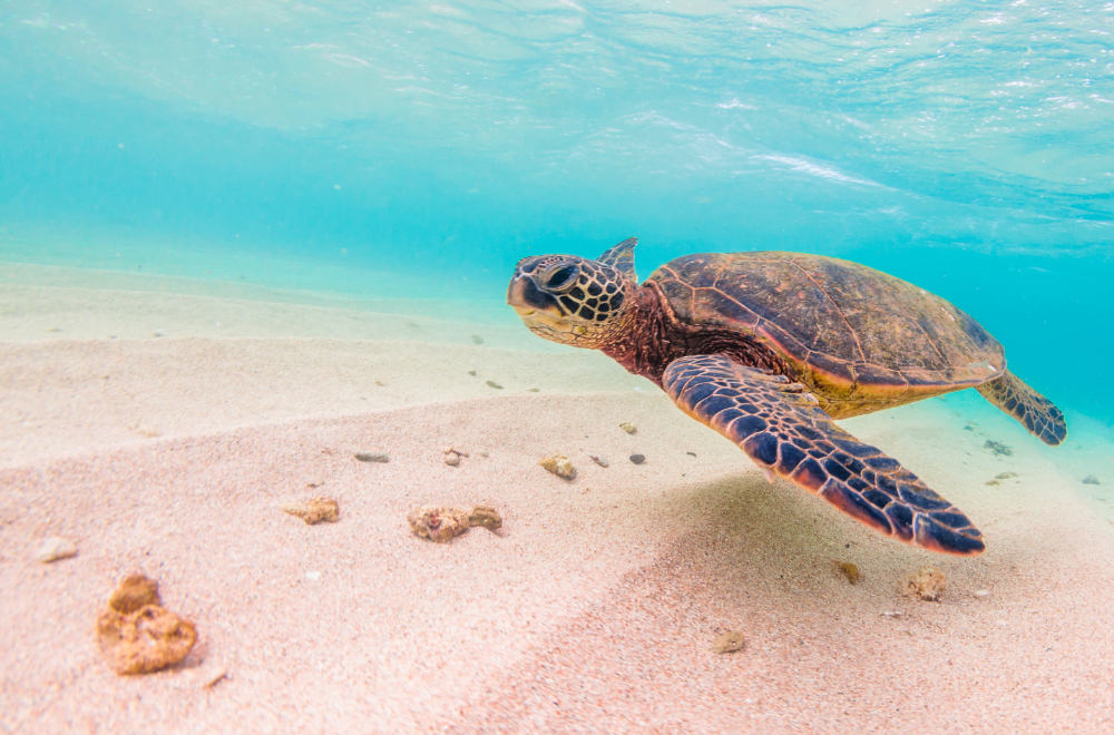 Underwater click of the famous Caretta - Caretta sea turtle in Zakynthos Island